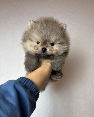 Spitz pomerania 500GRAMMI orange TOY 2mesi