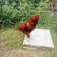 Gallo galline e pulcini