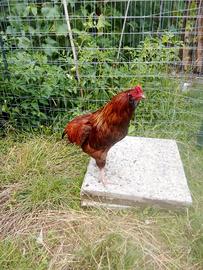 Gallo galline e pulcini