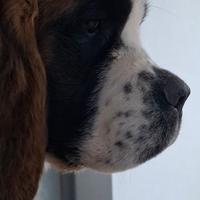 Cane di San Bernardo