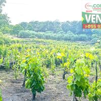 Terreno agricolo con fabbricato a Linguaglossa