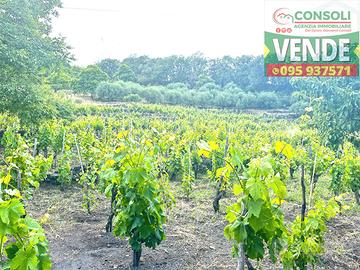 Terreno agricolo con fabbricato a Linguaglossa