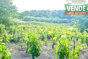 Terreno agricolo con fabbricato a Linguaglossa