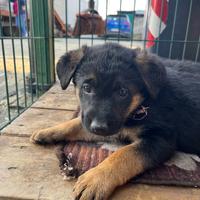 Cucciola pastore tedesco/labrador