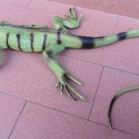 lucertola iguana di gomma 77 cm