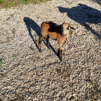 Agnello femmina Pecora del Camerun