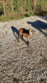 Agnello femmina Pecora del Camerun