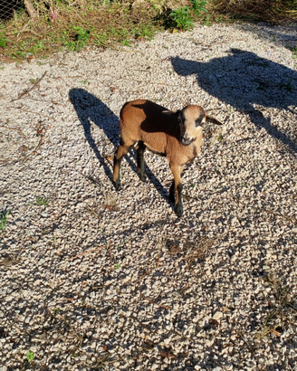Agnello femmina Pecora del Camerun