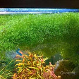 Pianta per acquario riccia fluitans