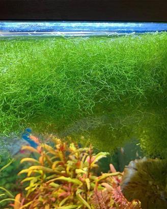 Pianta per acquario riccia fluitans