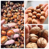 Frutta secca Sibillini Noci Nocciole Castagne bio 