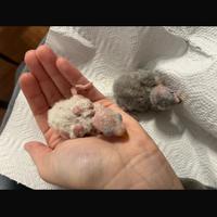 Inseparabile pallid femmina da imbecco