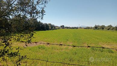 Terreno di oltre un ettaro