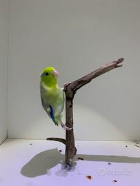 Pappagalli Forpus