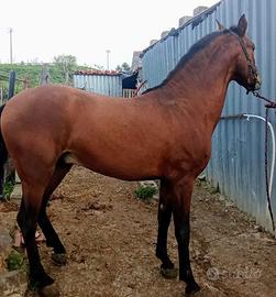 Cavallo p.r.e castrone