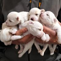 Cuccioli di cane Maltese