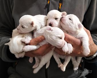 Cuccioli di cane Maltese