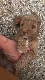 Splendide cucciole di barboncino nano