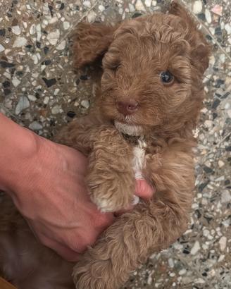 Splendide cucciole di barboncino nano