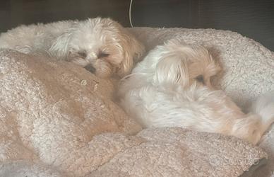 Cuccioli da mamma maltese e papà maltipoo