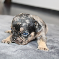 Cuccioli Bulldog francese