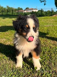 Cucciolo pastore australiano