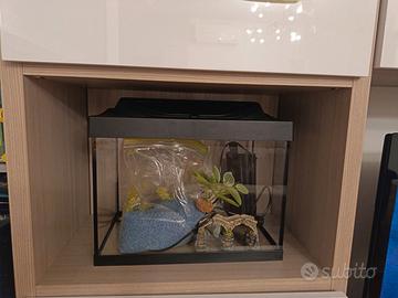 Acquario pesci