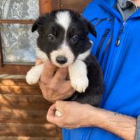 Border collie