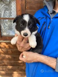 Border collie