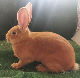Conigli di razza