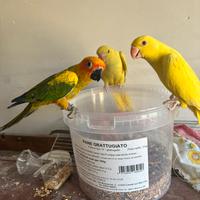 Parrocchetti dal collare allevati a mano