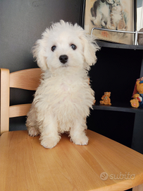 Cane Bichon Frisé taglia piccola