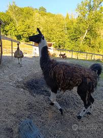 Lama