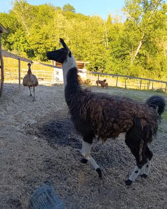 Lama