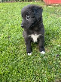 Border collie