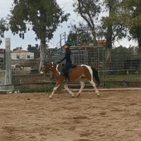 Pony femmina