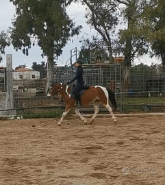 Pony femmina