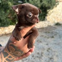 Cucciolo di chihuahua