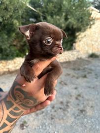 Cucciolo di chihuahua