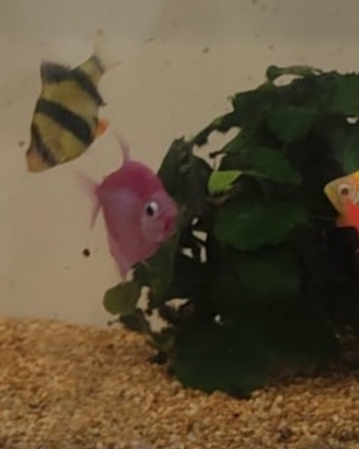 Pesci acquario