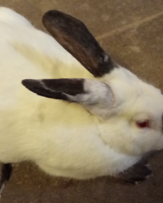 Coniglio maschio california 5 mesi