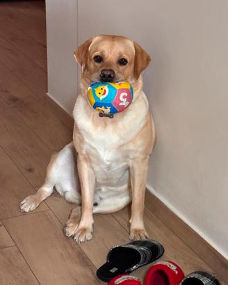 Dono Labrador a famiglia che lo accudiscano