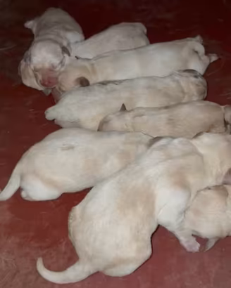 Cucciolo di Labrador Femmina