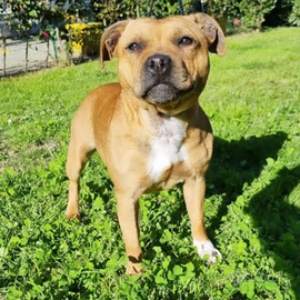 Staffordshire bull terrier staffy cuccioli