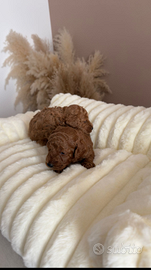 Barboncino Mini Toy red