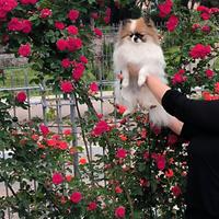 Spitz di pomerania nano volpino