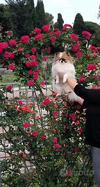 Spitz di pomerania nano volpino