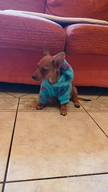Cucciolo femmina pinscher due mesi e mezzo