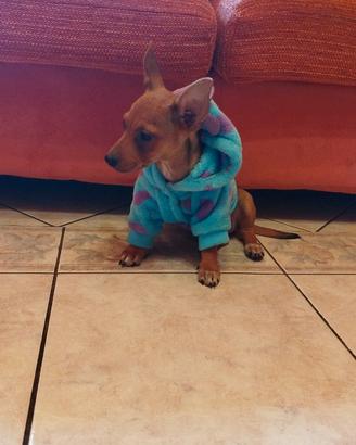 Cucciolo femmina pinscher due mesi e mezzo