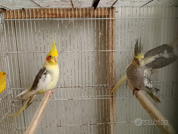 Calopsite maschio 2025